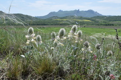 Hedysarum candidum