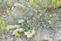 Hedysarum candidum