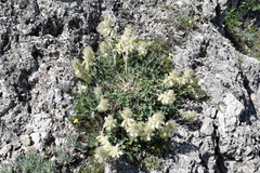 Hedysarum candidum