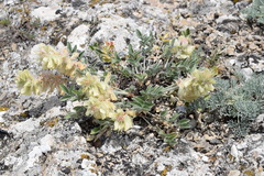 Hedysarum candidum