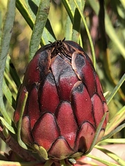 Protea acuminata
