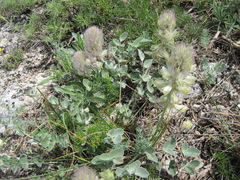 Hedysarum candidum