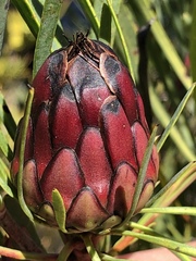 Protea acuminata
