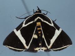 Fodina ostorius