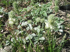Hedysarum candidum
