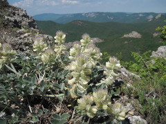Hedysarum candidum