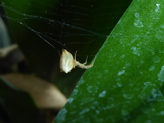 Uloboridae