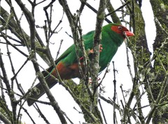 Chlorornis riefferii