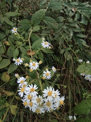 Aster ageratoides