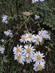 Aster ageratoides
