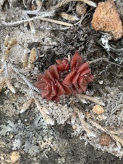 Crassula setulosa setulosa