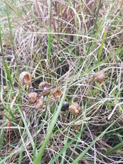Baptisia sphaerocarpa