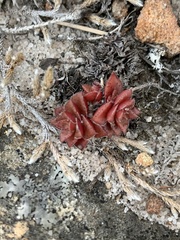 Crassula setulosa setulosa