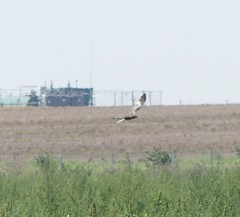 Circus aeruginosus aeruginosus