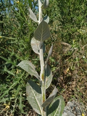 Verbascum gnaphalodes