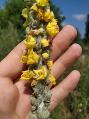 Verbascum gnaphalodes