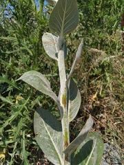 Verbascum gnaphalodes