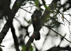 Cacicus chrysonotus