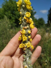 Verbascum gnaphalodes