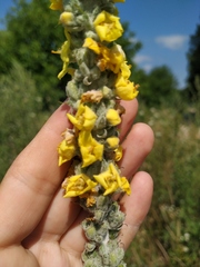 Verbascum gnaphalodes