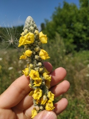 Verbascum gnaphalodes