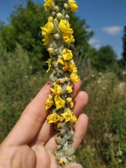 Verbascum gnaphalodes