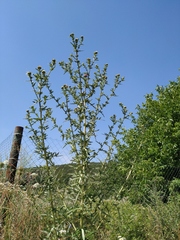 Cirsium ciliatum