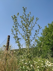 Cirsium ciliatum