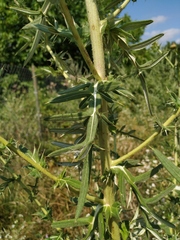 Cirsium ciliatum