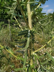 Cirsium ciliatum