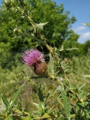 Cirsium ciliatum