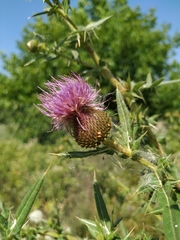Cirsium ciliatum