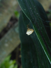 Uloboridae