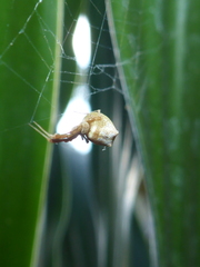 Uloboridae