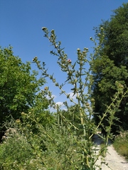 Cirsium ciliatum