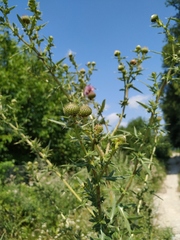 Cirsium ciliatum