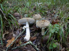 Amanita franchetii