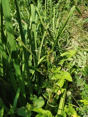 Sparganium erectum neglectum