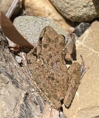 Litoria inermis