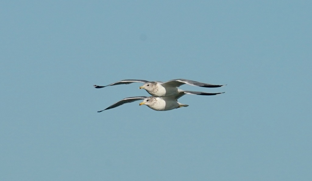 California Gull