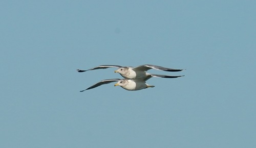 California Gull｜加州鸥 参考照片