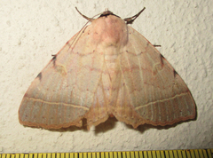 Hypopyra africana