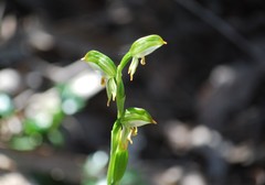 Pterostylis jonesii