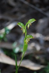 Pterostylis jonesii