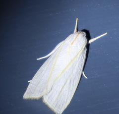 Cryptophasa flavolineata