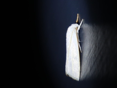 Cryptophasa flavolineata