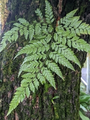 Davallia trichomanoides