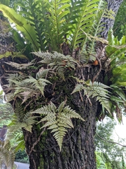 Davallia trichomanoides