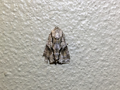 Turnerinycta phaeocosma