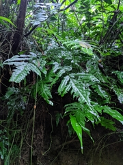 Tectaria phaeocaulis